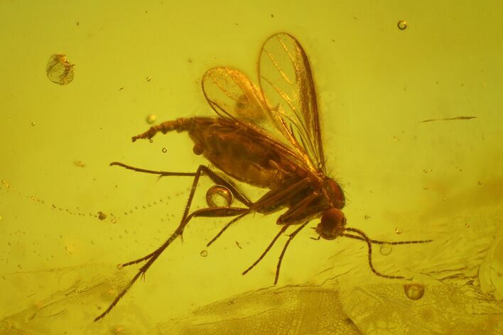 Fossil Fly (Diptera) In Baltic Amber #150693